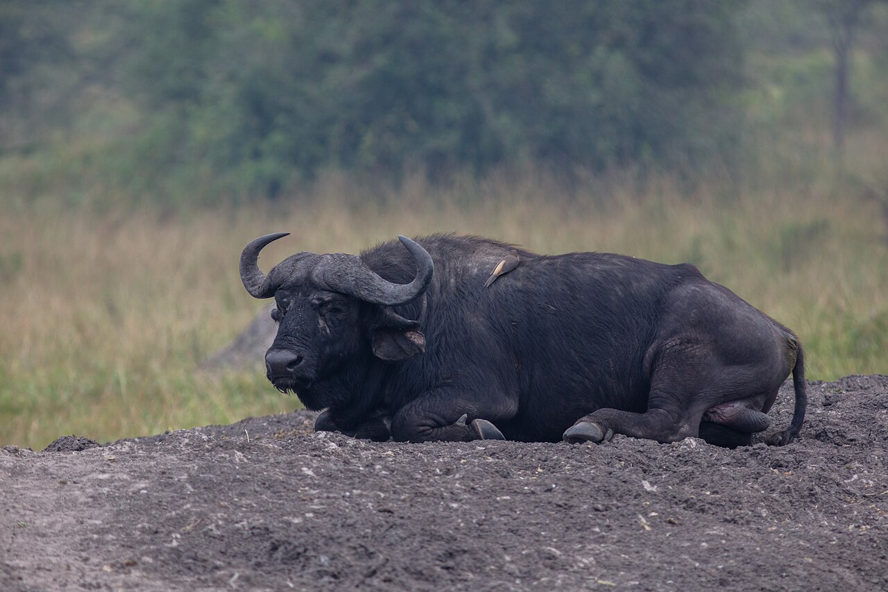 African Buffalo