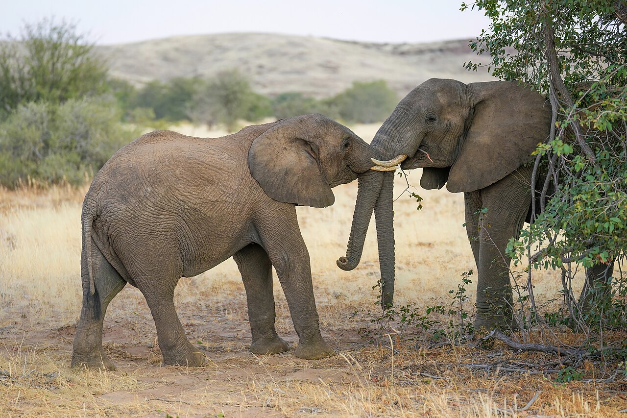 Elephant Herds