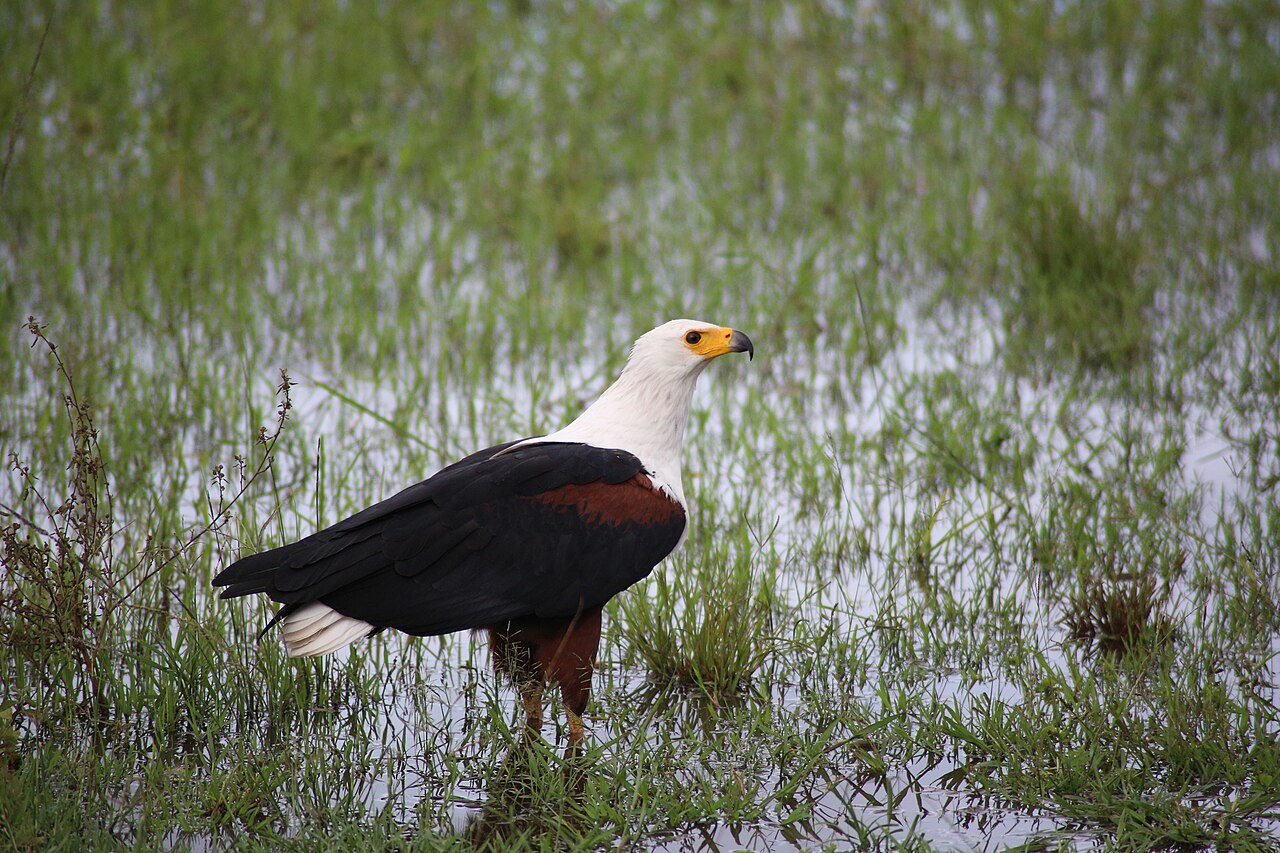 African Fish Eagle