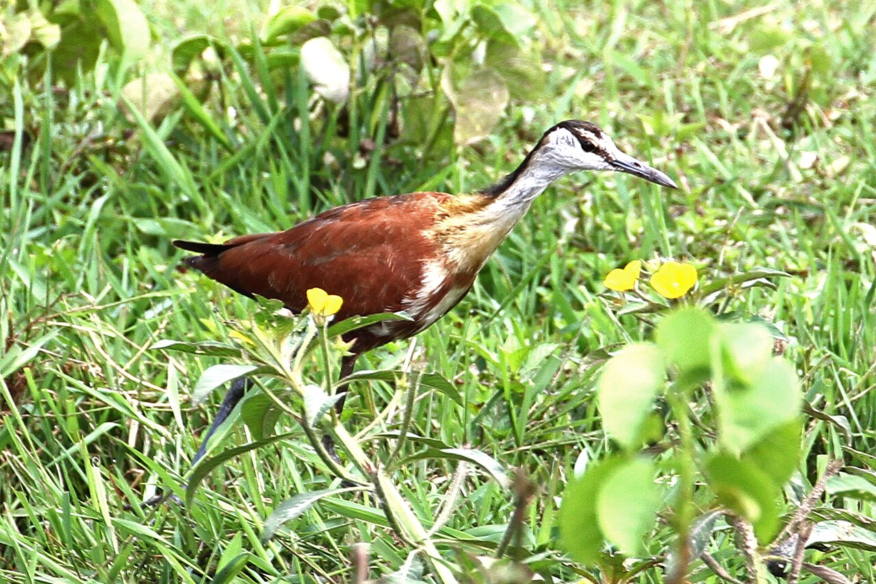 African Jacana