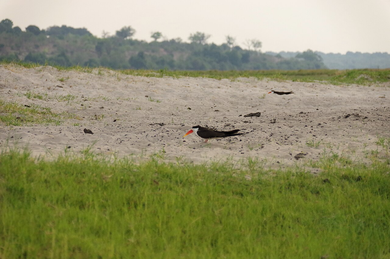 African Skimmer