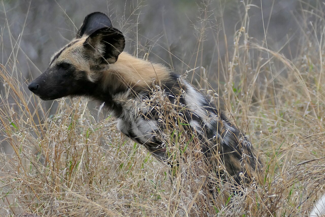 African Wild Dog