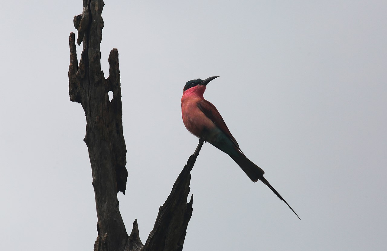 Carmine Bee-eater
