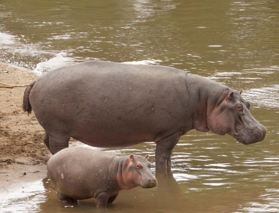 Hippopotamus