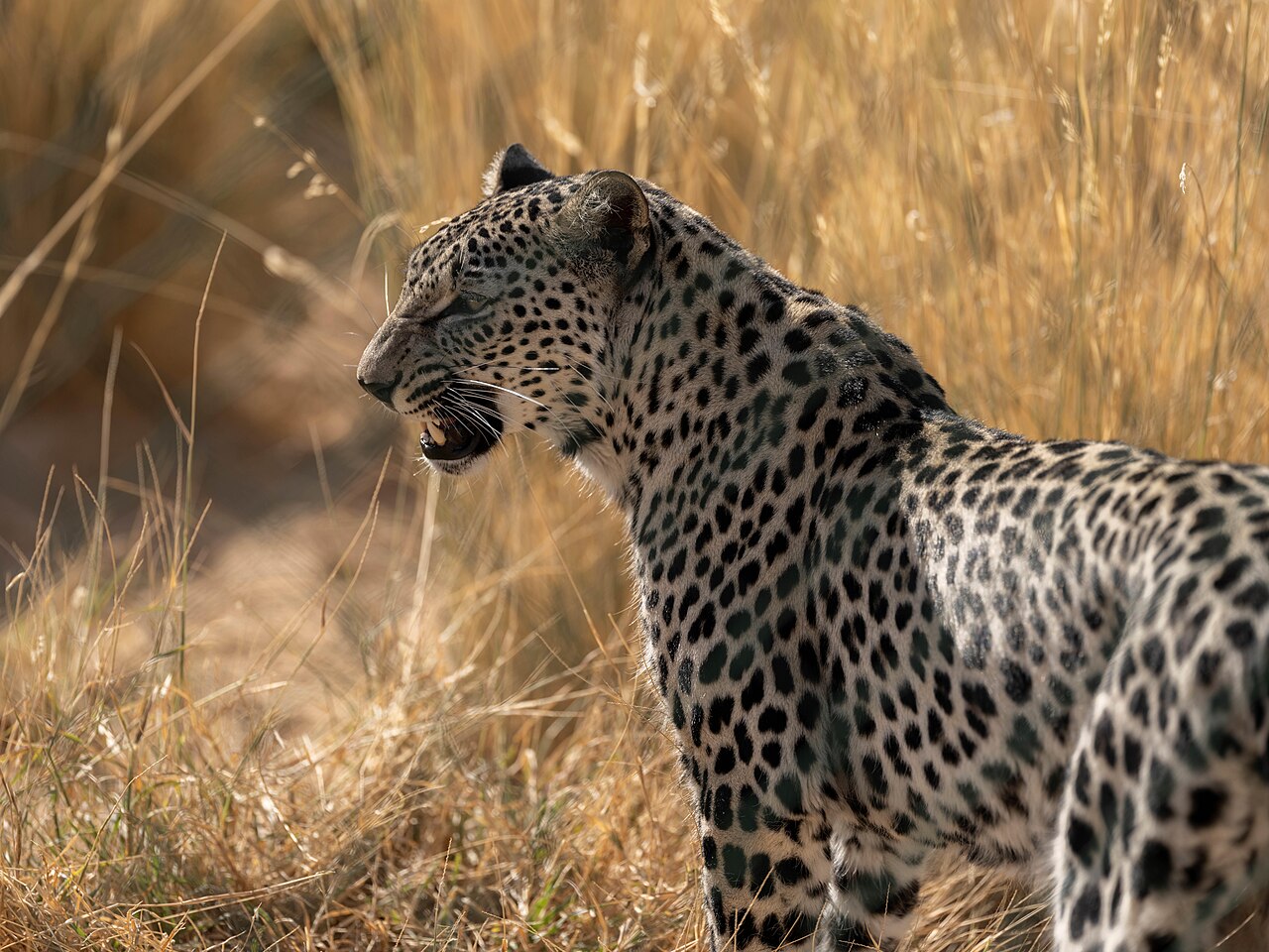 Leopard