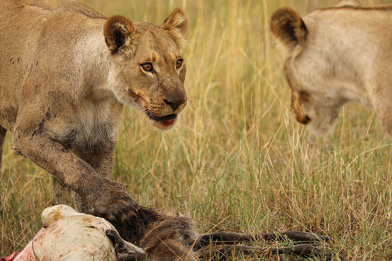 Lion