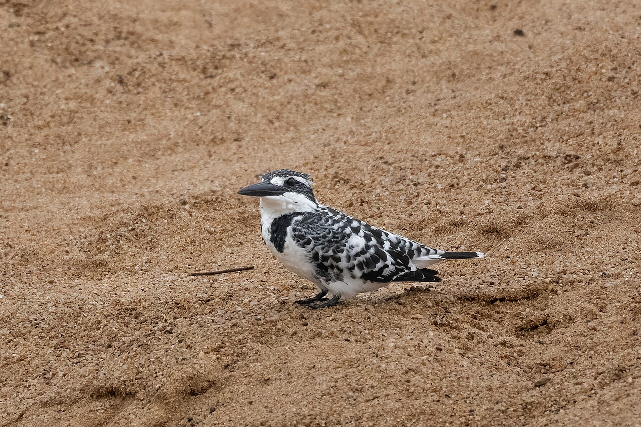 Pied Kingfisher