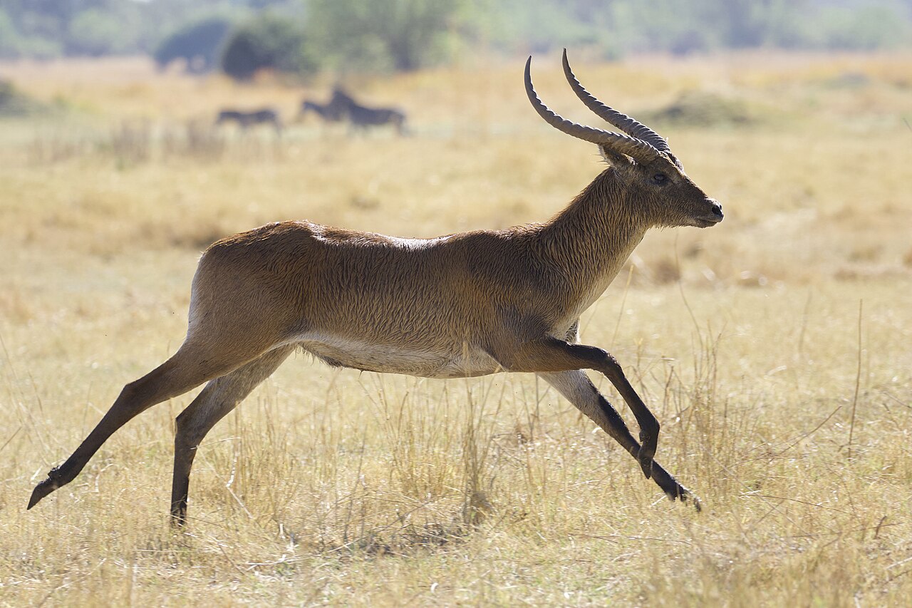 Red Lechwe