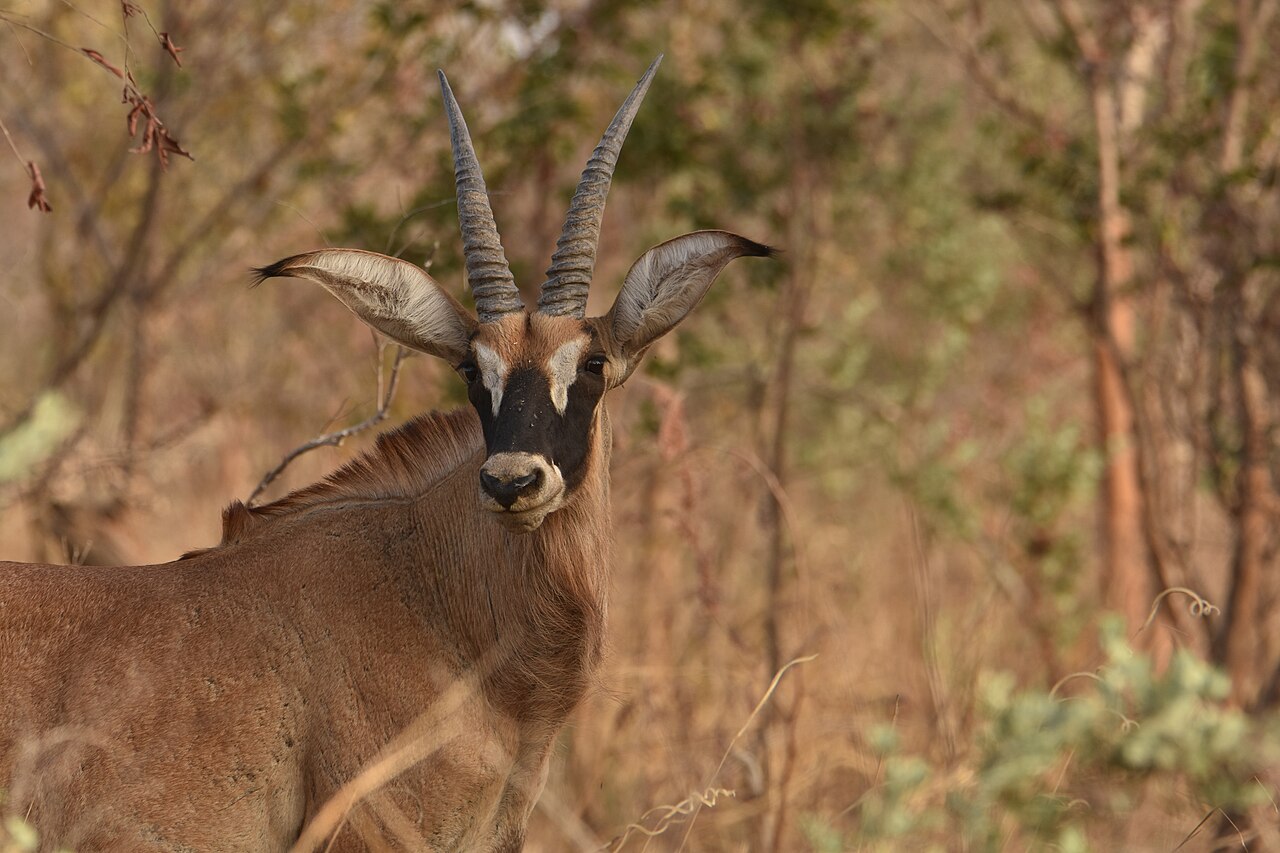 Roan Antelope