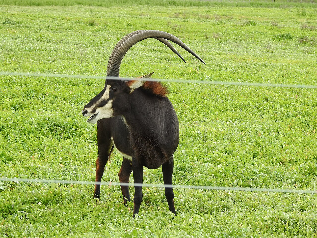Sable Antelope