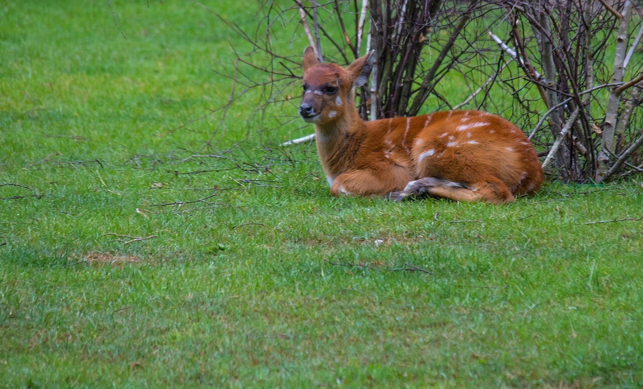 Sitatunga