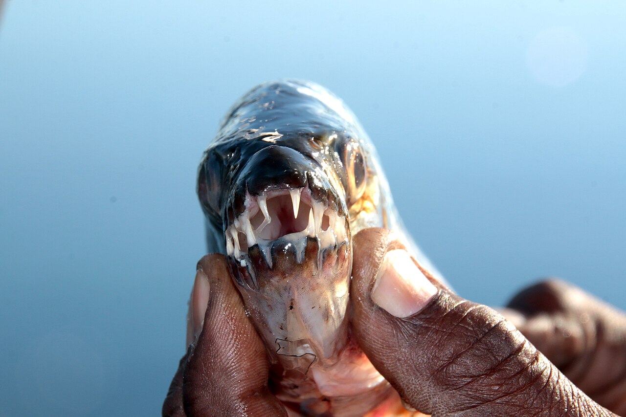 Tigerfish